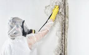 Best Basement Mold Removal  in Hopewell, NJ